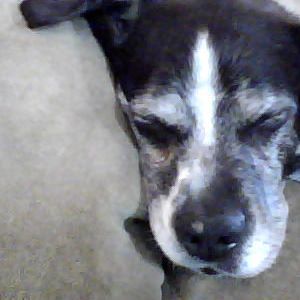 Meet your Posher, Shane